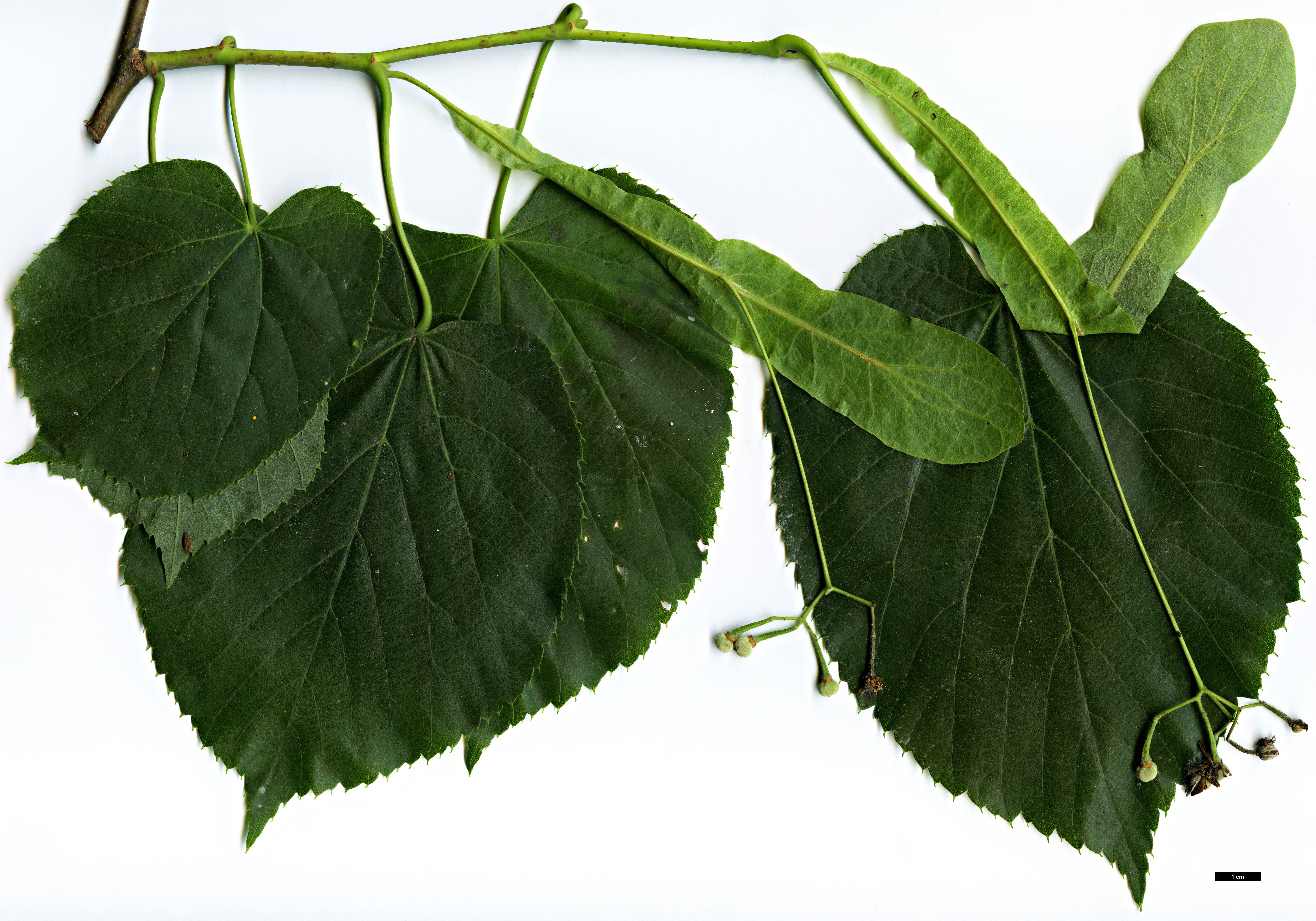 High resolution image: Family: Malvaceae - Genus: Tilia - Taxon: platyphyllos × T.tomentosa ‘Orbicularis’